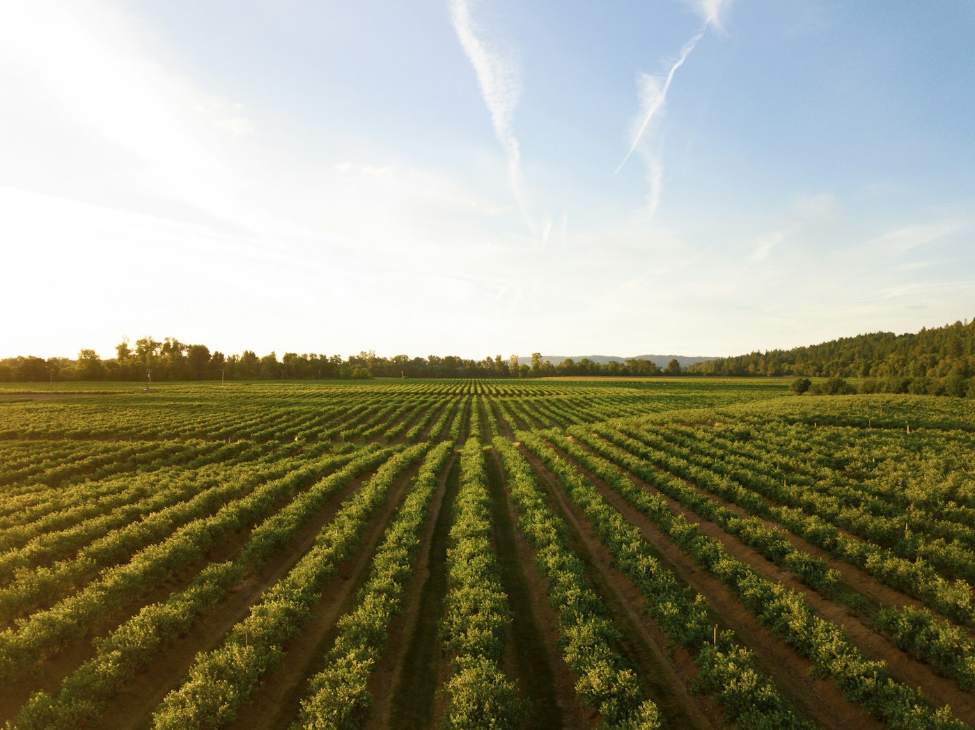 Rows of crops on cultivated farmland
