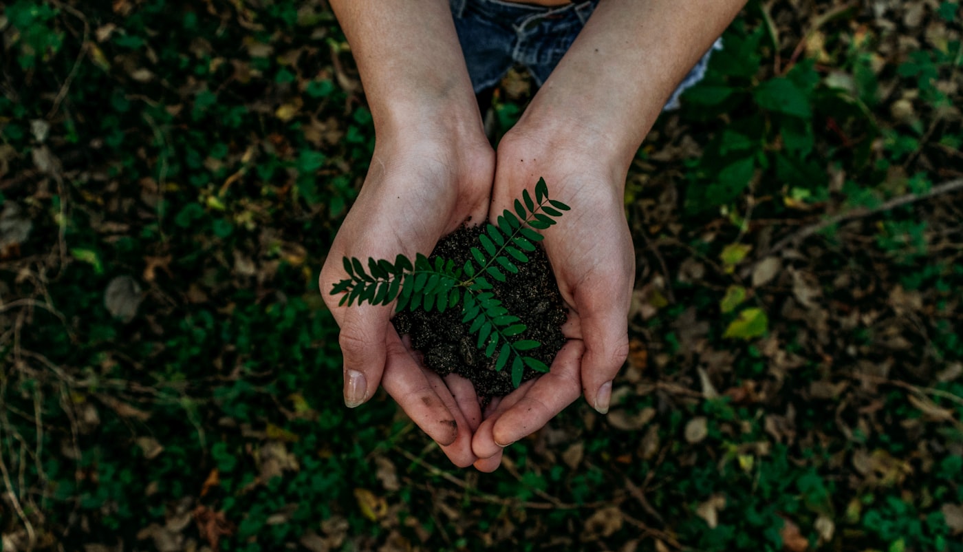 Hands cradling a young plant seedling
