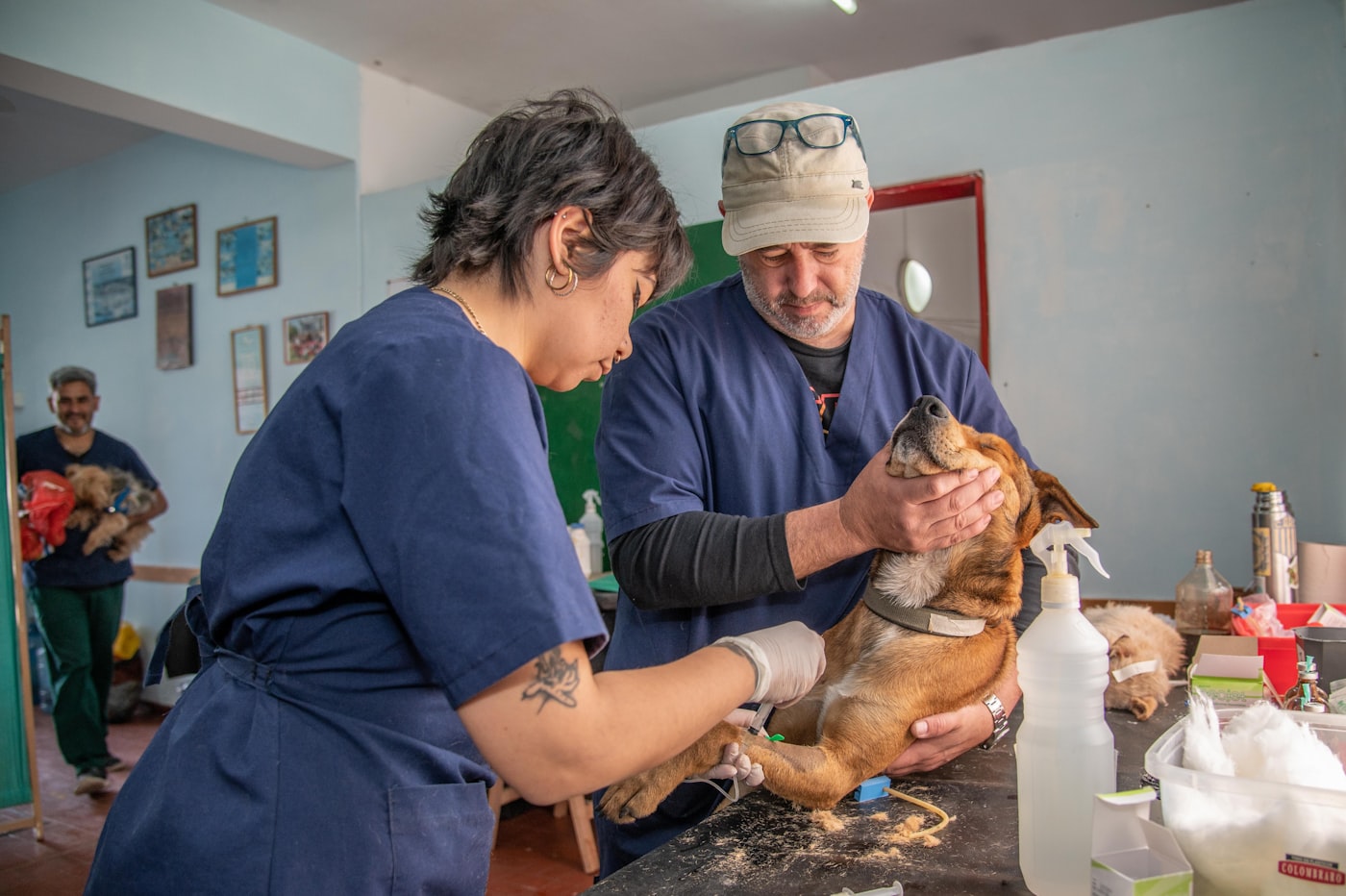 Veterinary team treating an animal in a clinic